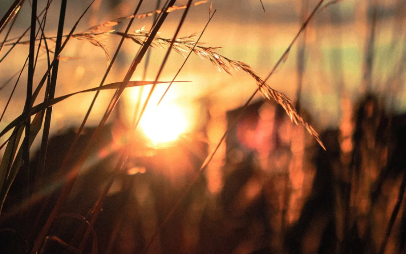 morning sunrise glowing through grass blades